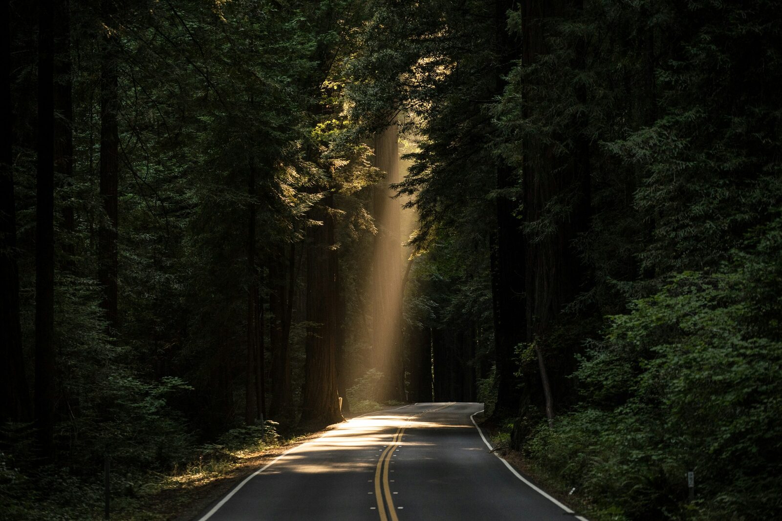A road through the forest with a beam of light breaking through the trees